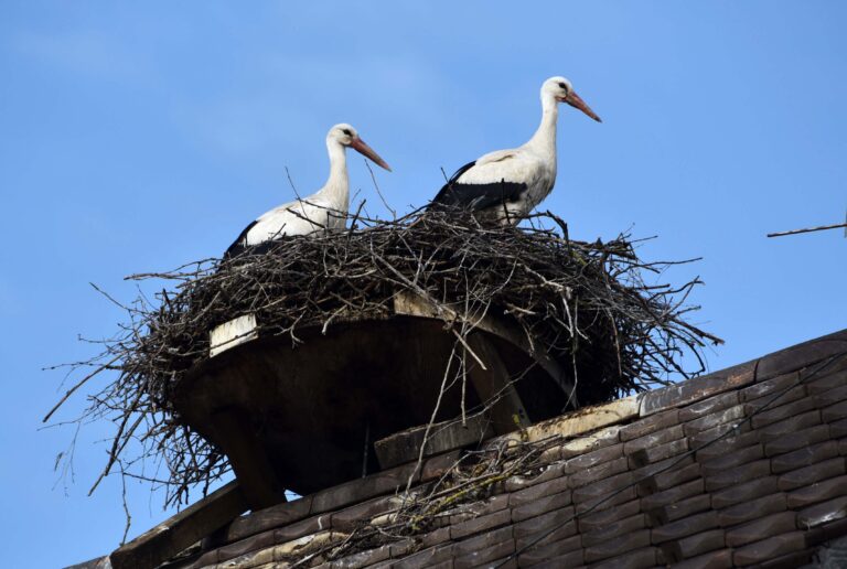 Moostag in der Wauwiler Ebene