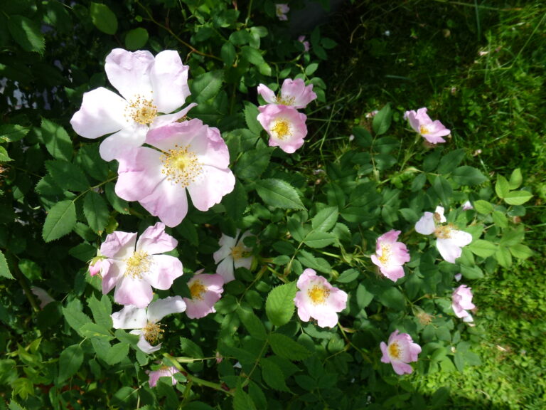 Gartenträume und Traumgärten