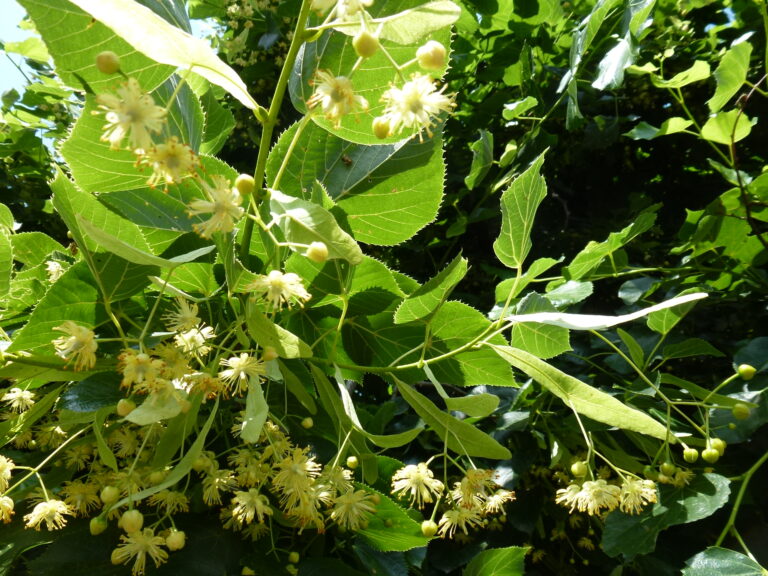 Der Zauberbaum für Leib und Seele