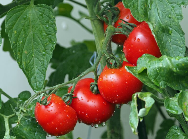 Der Garten auf dem Balkon