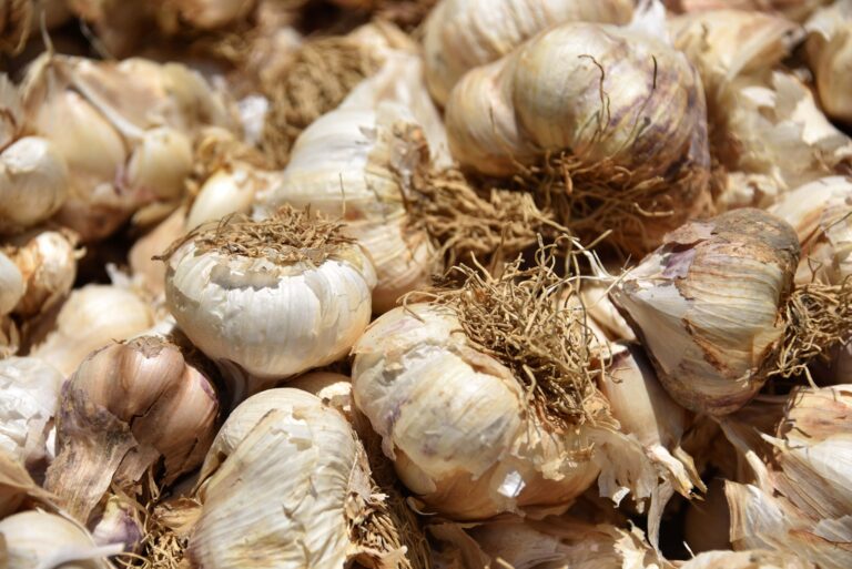 Wir retten den Knoblauch