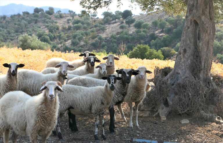 Samothraki – Insel der Schafe, Insel der Nike
