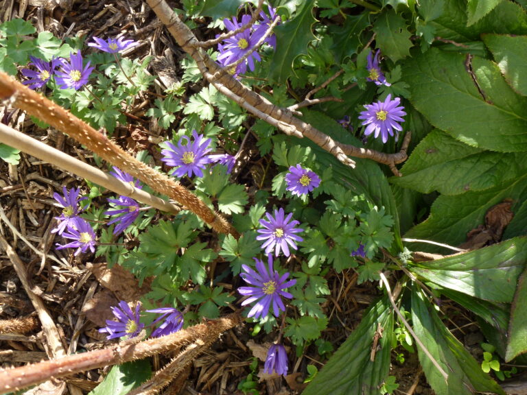 Ein Garten ist ein Hoffnungsträger