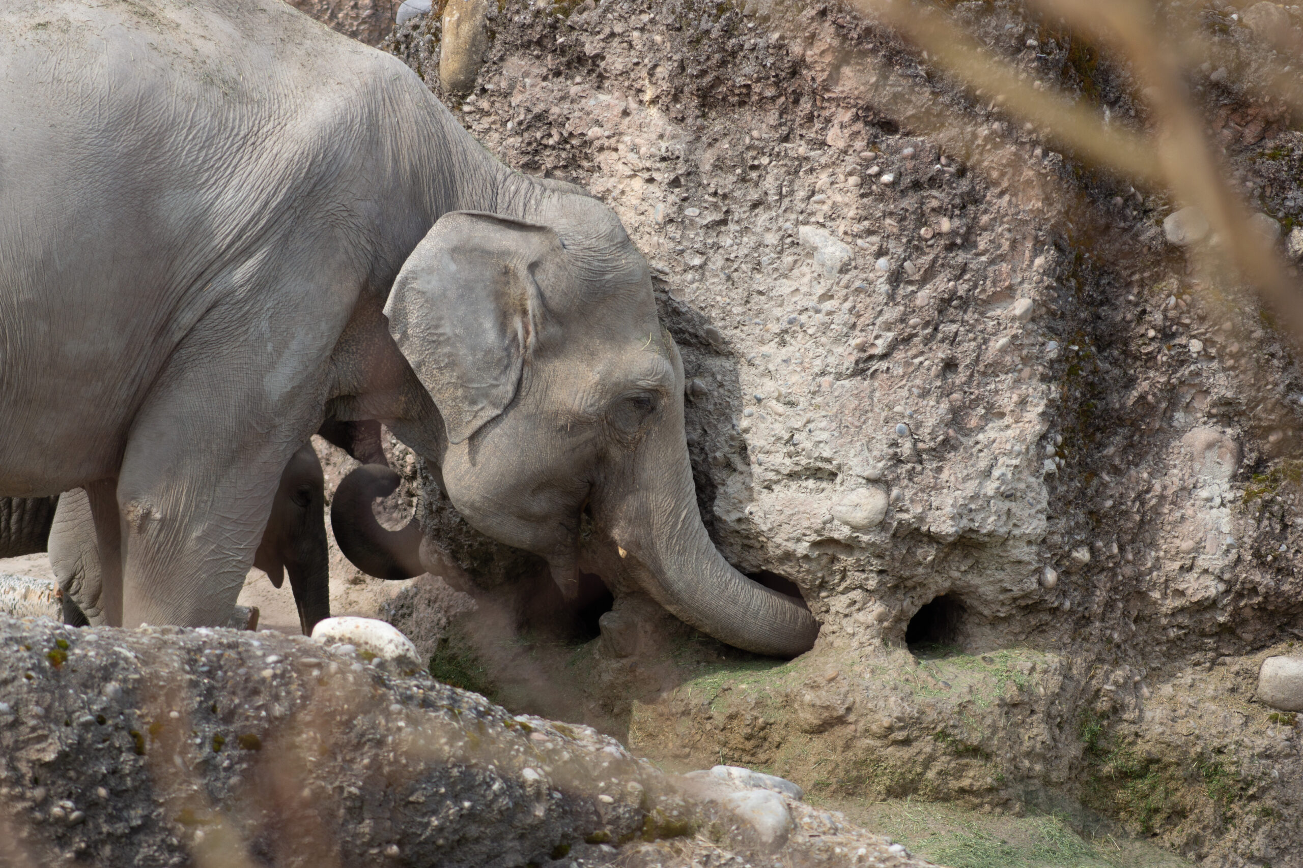 elefant auf futtersuche foto ck