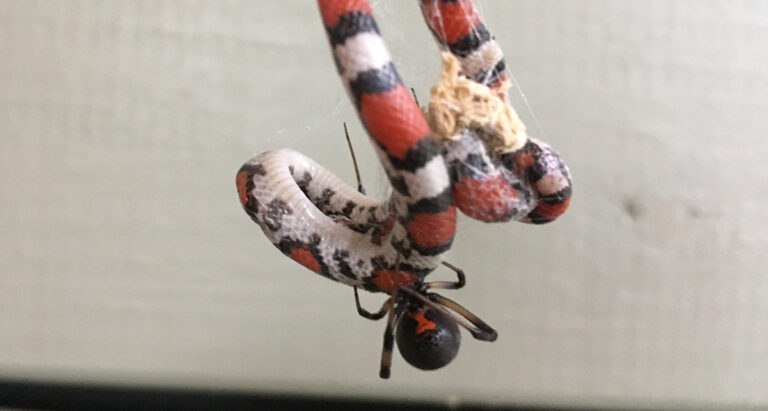 Schlange von Spinne erbeutet