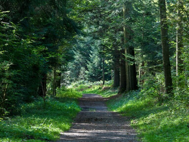 Naturerlebnispark Jorat anerkannt