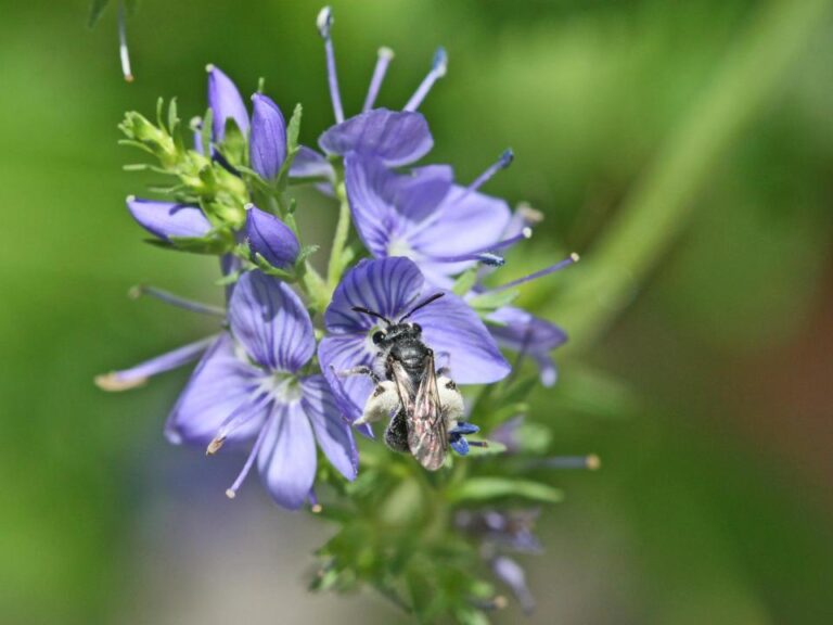 Jetzt Balkon und Garten für die Wildbienen herrichten