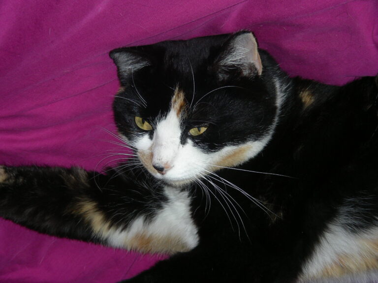 Katzen können Corona bekommen
