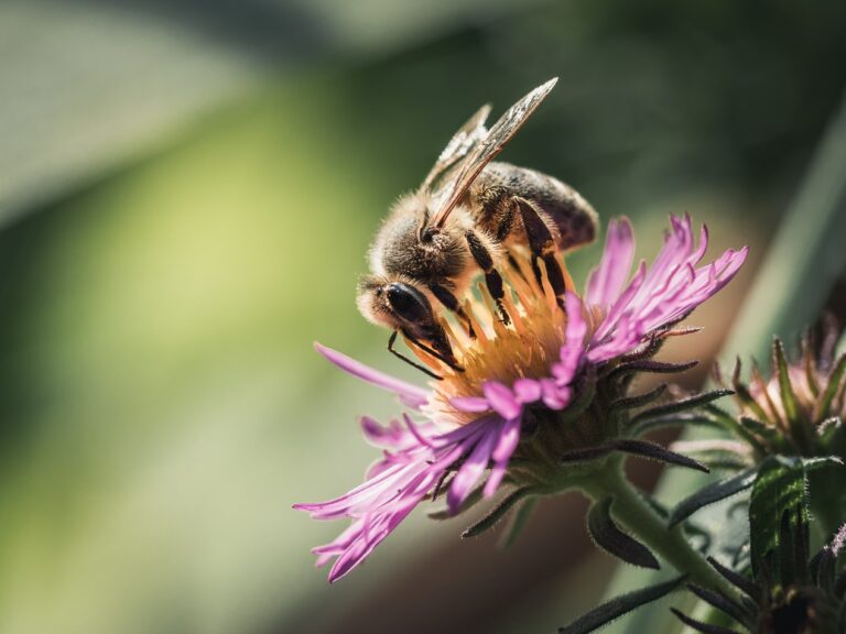 Die Bienen gehören zur Natur – sie brauchen unsere Hilfe