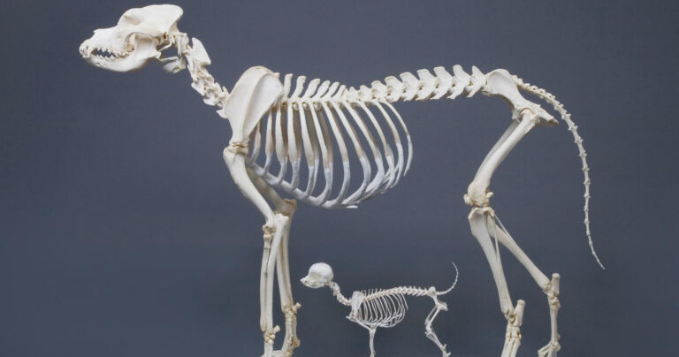 Den ersten Hunden auf der (DNA-)Spur