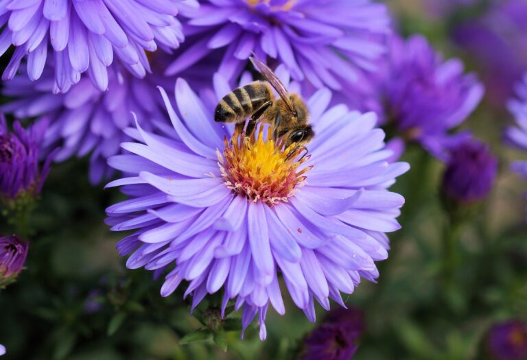 Ein Garten für die Bienen