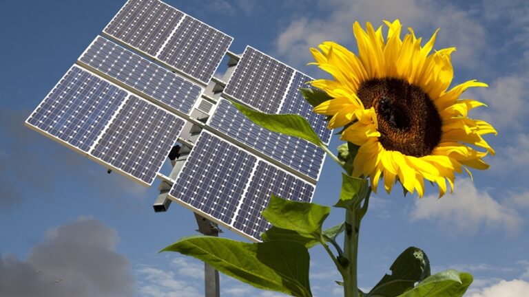 Klimawandel – Immer der Sonne nach