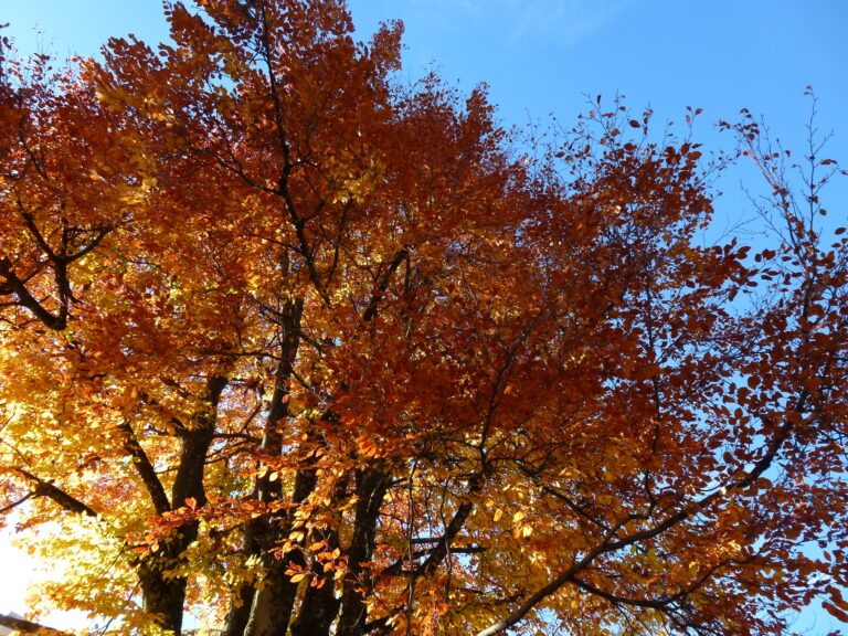 Novemberblues