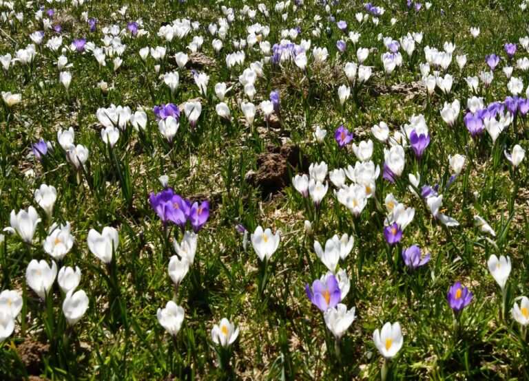 Wandern auf dem Krokusteppich