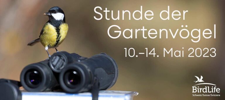 Die Schweiz zählt die Vögel