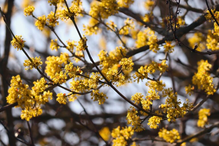 Gartenträume jetzt pflanzen