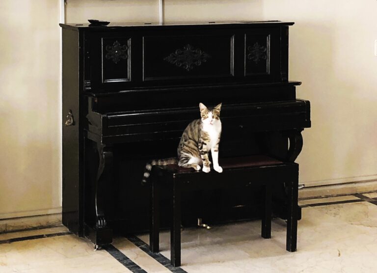 Alles für die Katz