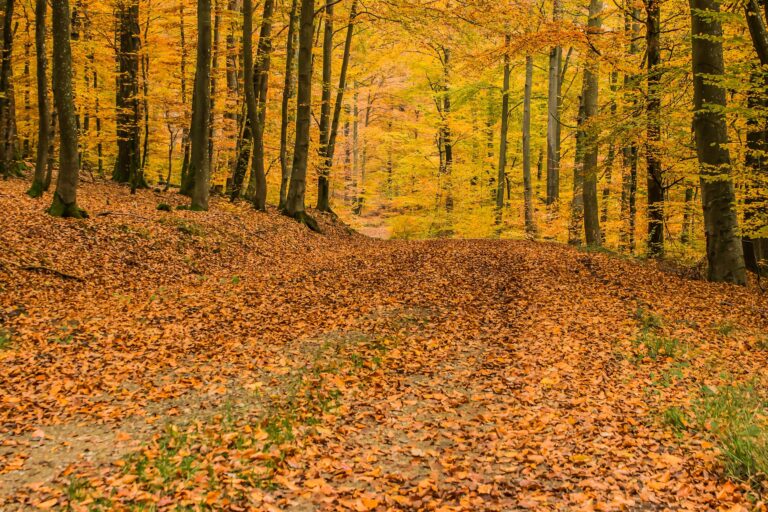 Herbstgold oder Ärgernis