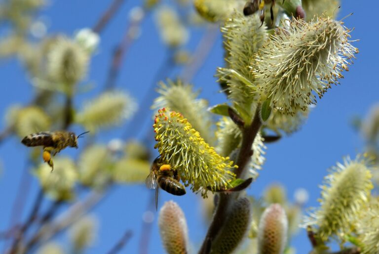 Frühling liegt in der Luft